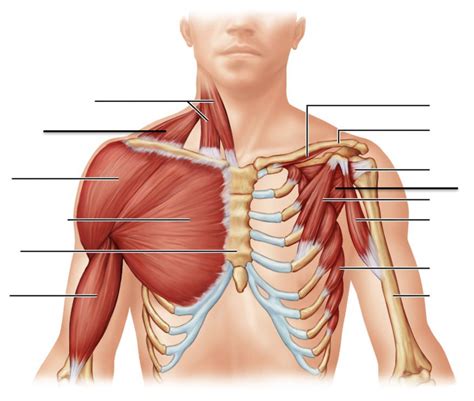 Lab Practical 2 Upper Back Scapular Shoulder Muscles Diagram Quizlet