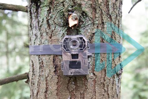 Wildlife Camera Installed In Tree Intree Arborist Image 001 21 6245