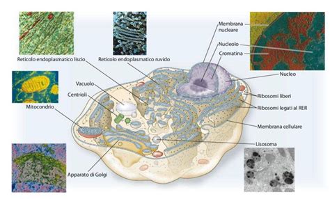 Cellule Eucariotiche E Procariotiche Differenze Microbiologia Italia