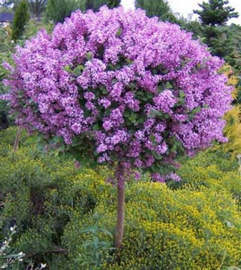 63 Lovely Flowering Tree Ideas For Your Home Yard Page 30 Of 65 Hydrangea Tree Limelight