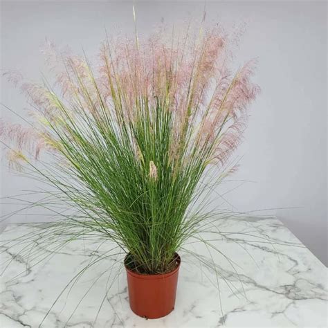 Muhly Grass | 3 Gallon | Tropical Plants of Florida