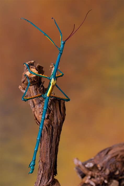 Blue By Wil Mijer 500px Walking Stick Insect Stick Insect