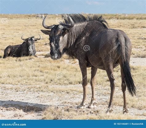 Antelope Gnu stock image. Image of mammal, wilderness - 102146681