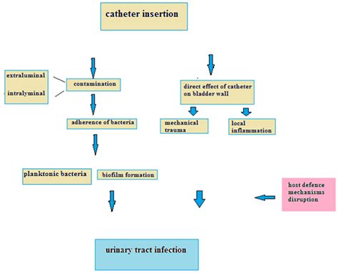 Prevention Of Catheter Associated Urinary Tract Infections IntechOpen