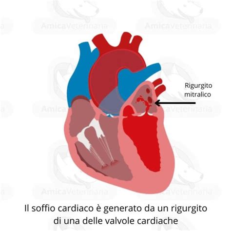 Soffio Cardiaco Nel Cane E Nel Gatto Amica Veterinaria