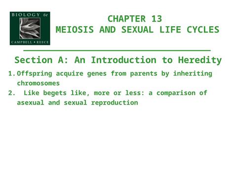 PPTX CHAPTER 13 MEIOSIS AND SEXUAL LIFE CYCLES Section A An