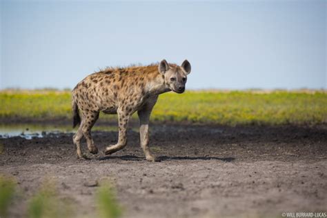 Hyenas | Photos Pictures Images
