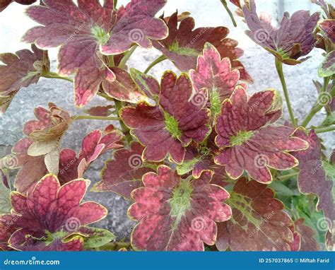 Miana Coleus Scutellarioides Planta Ornamental Con Hojas Rojas Imagen