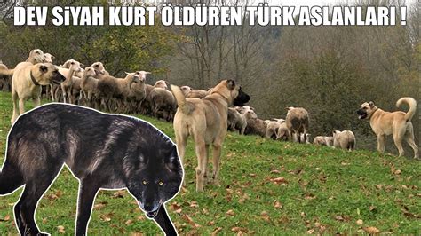 DEV SİYAH KURT BOĞAN TÜRK ASLANLARI KANGAL ANADOLU ÇOBAN KÖPEĞİ