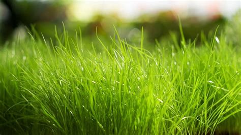 🔥 [70+] Green Grass Wallpapers | WallpaperSafari