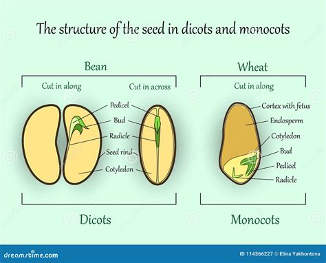 Monocot Seed Structure