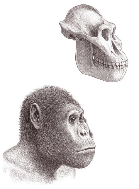 Australopithecus Garhi Skull And Face Photograph by Mauricio Anton