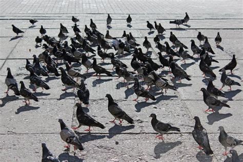 Viele Tauben Die Auf Die Straße Einziehen Stockbild Bild Von Flügel