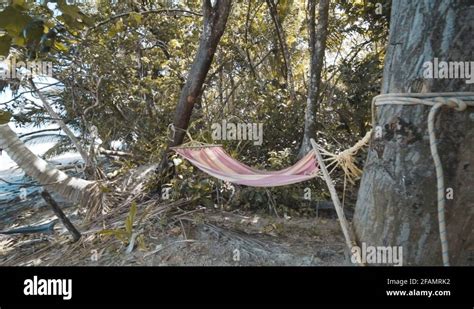 Hammock And Palm Trees On A Beach Stock Videos Footage Hd And K