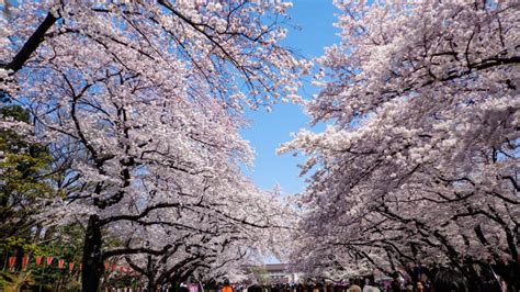 Cherry blossom in Tokyo: Best places to see sakura blossom | JRailPass