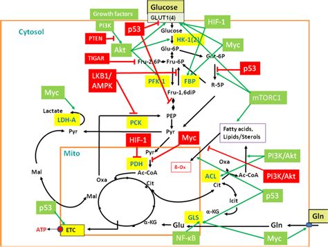 Regulation Of Central Metabolic Pathways By Signaling Pathways