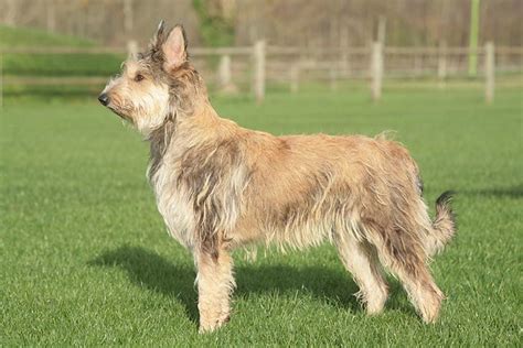 Berger Picard Dog Breed Information