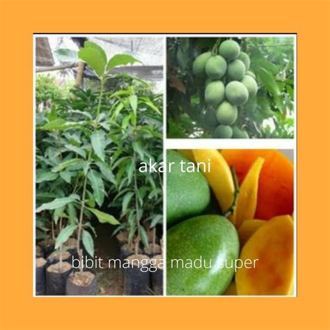 Jual Bibit Tanaman Buah Mangga Madu Bisa Ditanam Dalam Pot Atau Plater