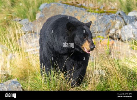 Captive Black Bear Ursus Americanus Alaska Wildlife Conservation