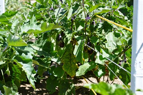 Mountain House Garden: Egg Plant