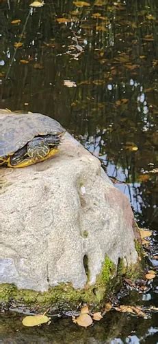 Best Hikes And Trails In Santa Barbara Botanic Gardens AllTrails