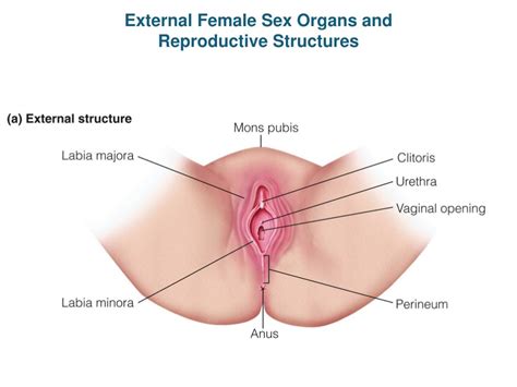 PPT External Female Sex Organs And Reproductive Structures PowerPoint