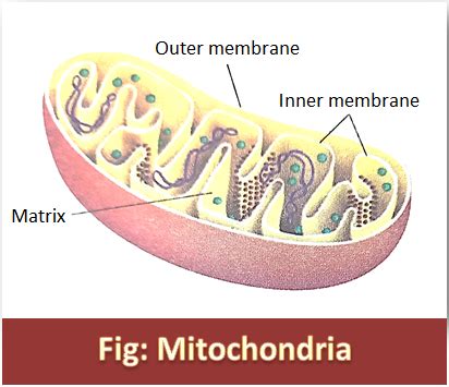 Components of Cell and their functions - LifeScienceDirect