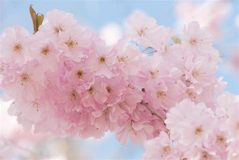 Prunus Accolade Flowering Cherry