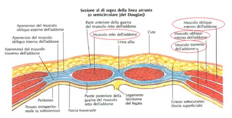 Marca Prevalere Maggiore Fascia Camper E Scarpa Abituale Intarsio Insieme