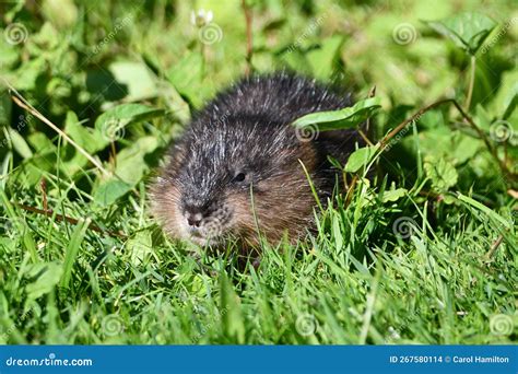 Close Up of a Cute Baby Muskrat Stock Photo - Image of edge, river: 267580114