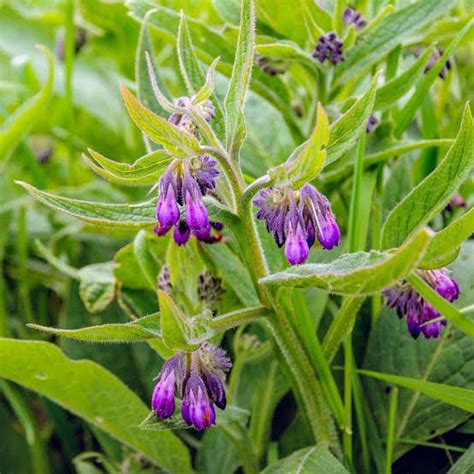 Growing Guide And Health Benefits Of Comfrey Plant Agric4profits