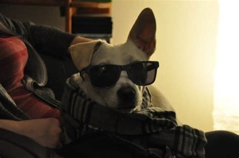 planning    funny dog picture dog breeders guide