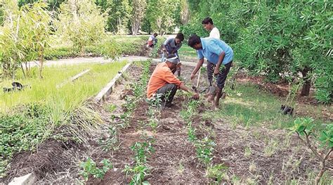 Pune Ngo Aims To Grow Over Billion Trees By 2041 Pune News The