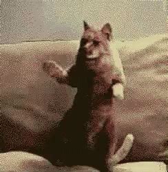 Dancing Cat GIF - Dancing Cat GIFs | Say more with Tenor