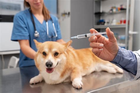 A Importância da Vacinação para a Saúde Preventiva dos Pets LéloVet