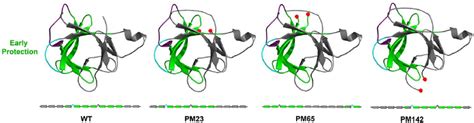 Summary Plot Of The Results From The Hdx Pulse Labeling Experiments Download Scientific Diagram