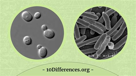 Diferencia Entre Levadura Y Bacterias Ieb Barceloneta