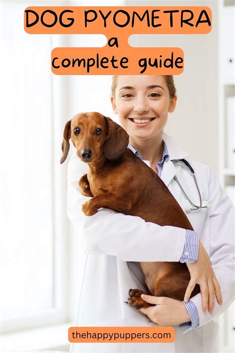 Dog Pyometra A Complete Guide Artofit