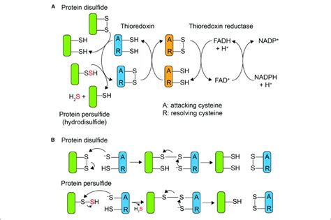 Mechanism Of Trx Catalyzed Disulfide Vs Persulfide Reduction A