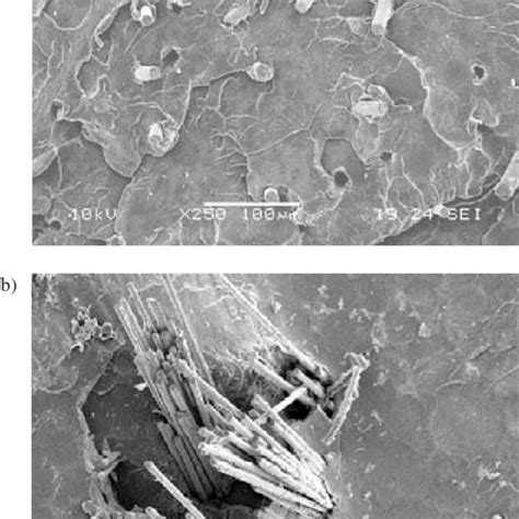 Sem Micrographs From Fracture Surfaces Of A Injection Molded