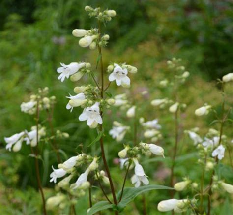 Ask The Experts The Native Plant Combinations The Pros Love Perfectearth