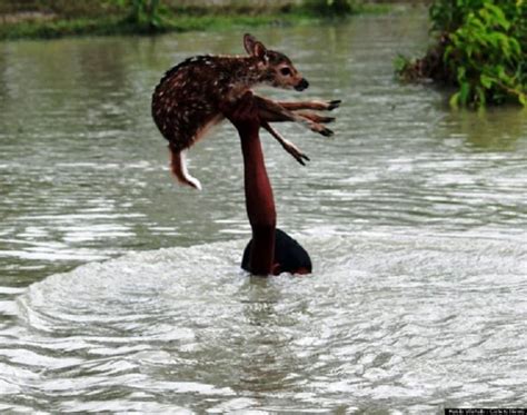 10 Inspirational Photographs Of People Saving Animals