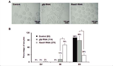 Effect Of Rasd Knockdown On In Vitro Maturation Of Mouse Oocytes A