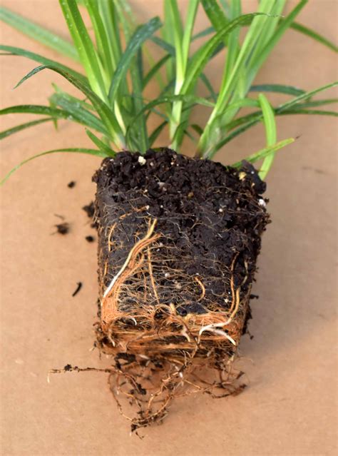 Bur Sedge Carex Grayi 3 Pack Of Pots — Blazing Star Gardens