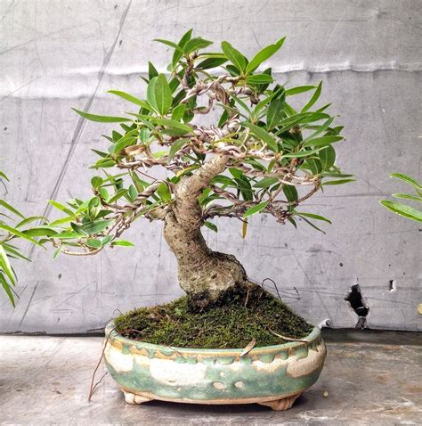 Pin By Zakiyah Adjin Tettey I On Bonsai Skye Bonsai Garden Bonsai