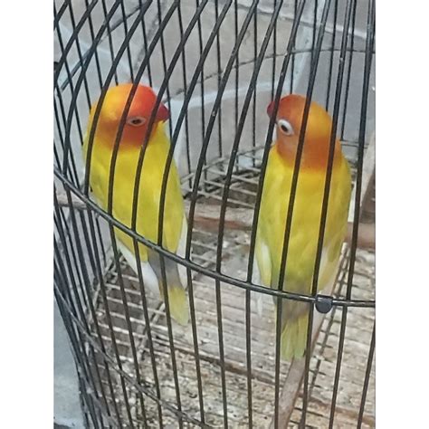 Jual Burung Lovebird Paskun Sepasang Shopee Indonesia