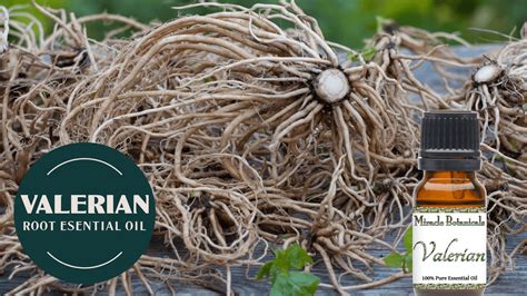 Valerian Root Essential Oil Benefits Miracle Botanicals