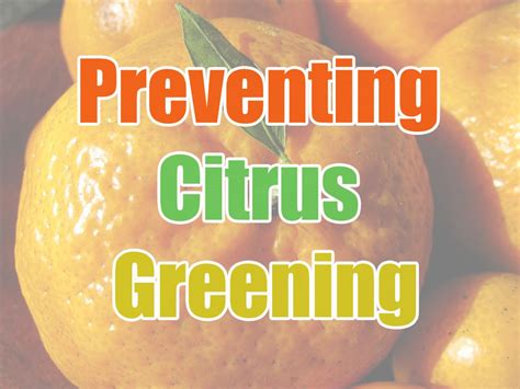 Prevent Citrus Greening With A Citrus Tree Guild? | The Survival Gardener