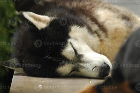 Cute Siberian Husky dog is sleeping on the floor 7235770 Stock Photo at ...