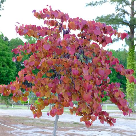 Redbud Lite - Juniper Level Botanic Garden